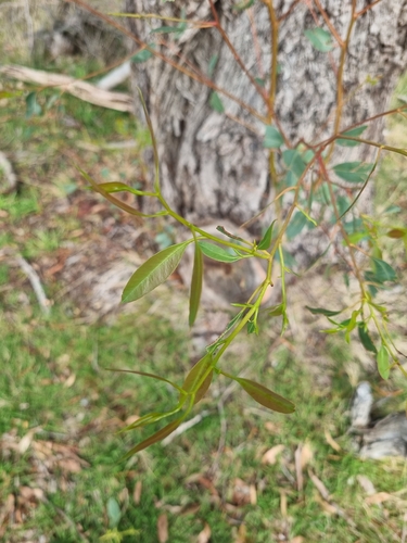 Eucalyptus fulgens Rule 3