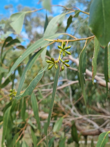 Eucalyptus fulgens Rule 4