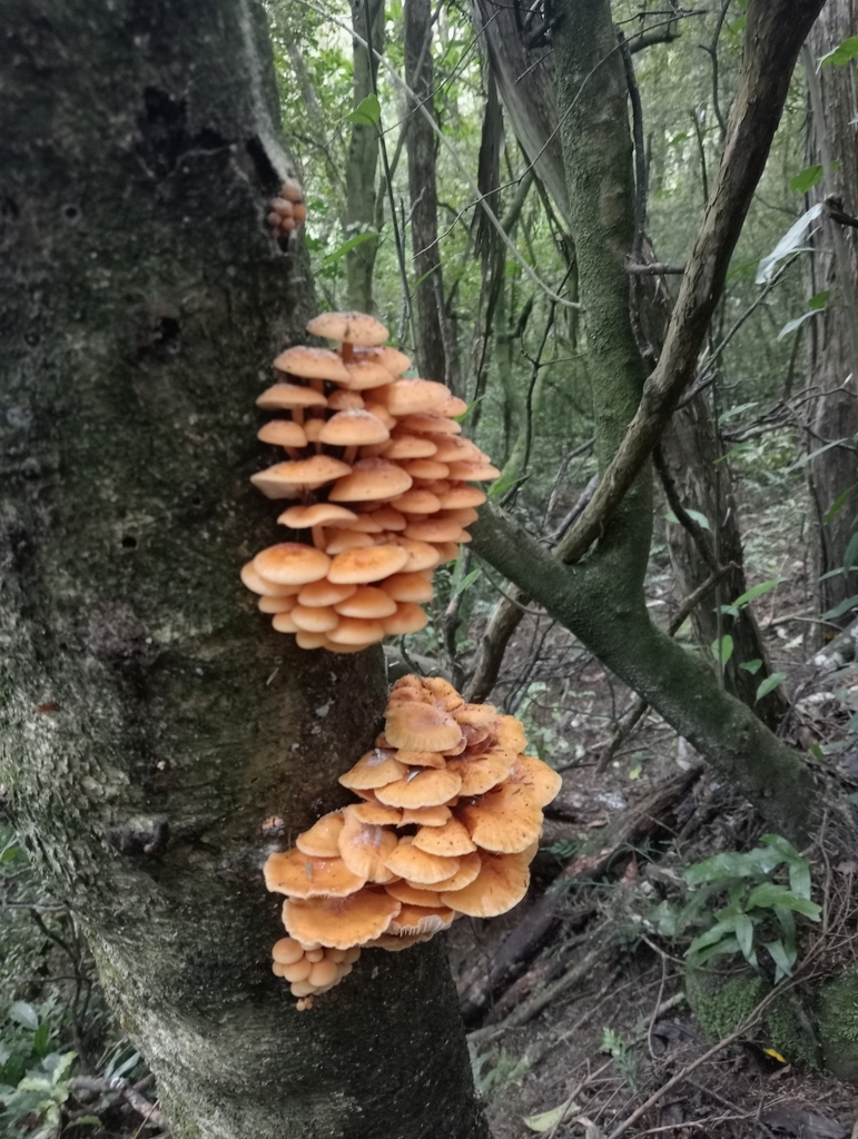 Flammulina velutipes · April 2025 · photo: © john_barkla (iNaturalist, cc0)