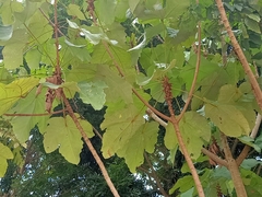 Angiospermae