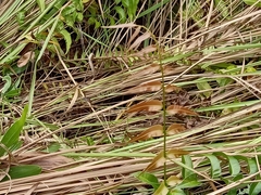 Stenochlaena palustris