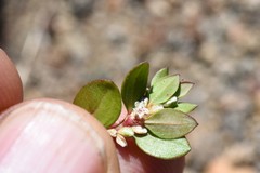 Polygonum minimum