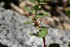 Polygonum minimum