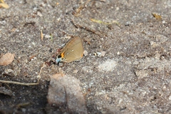Electrostrymon angelia