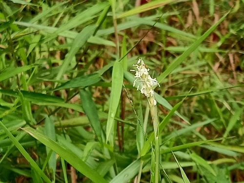 Image of Ischaemum muticum by (c) Ong Jyh Seng, some rights reserved (CC BY-SA)