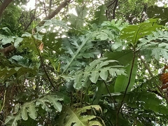 Artocarpus elasticus