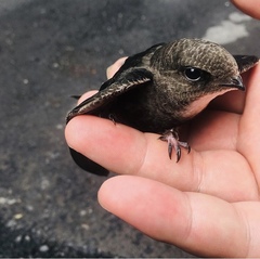 House Swift photo 5