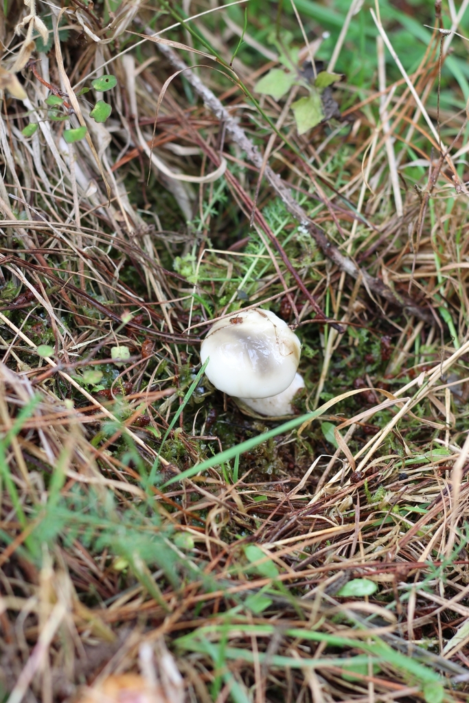 Suillus pungens · March 2025 · photo: © louisesheppard (iNaturalist, cc-by)
