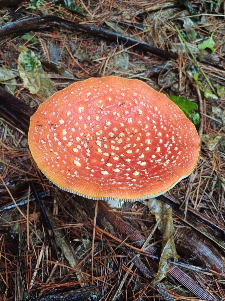 Amanita muscaria · April 2025 · photo: © steviakiwi23 (iNaturalist, cc0)