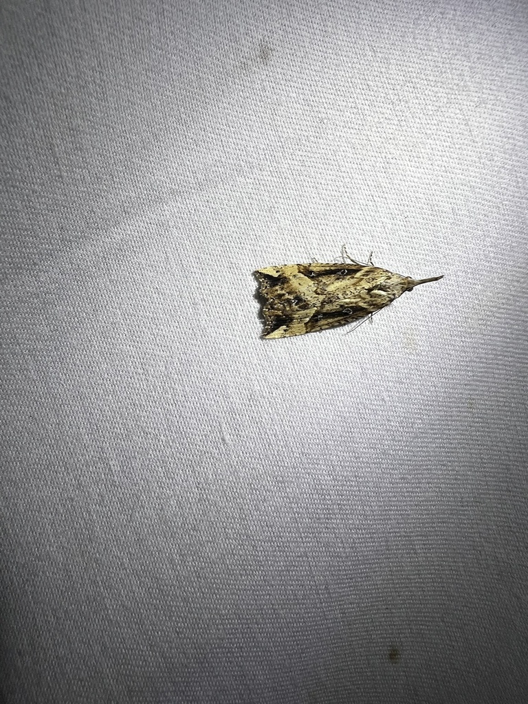 California Cloverworm Moth