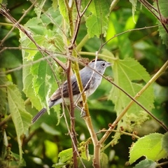 Coryphospingus pileatus