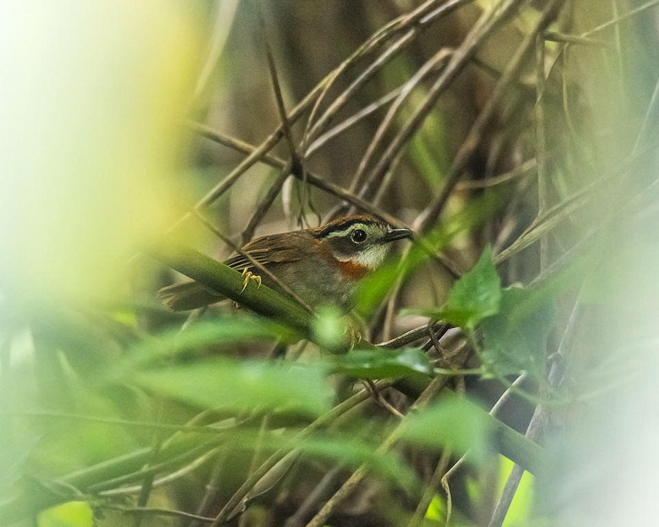 Rufous-throated Fulvetta