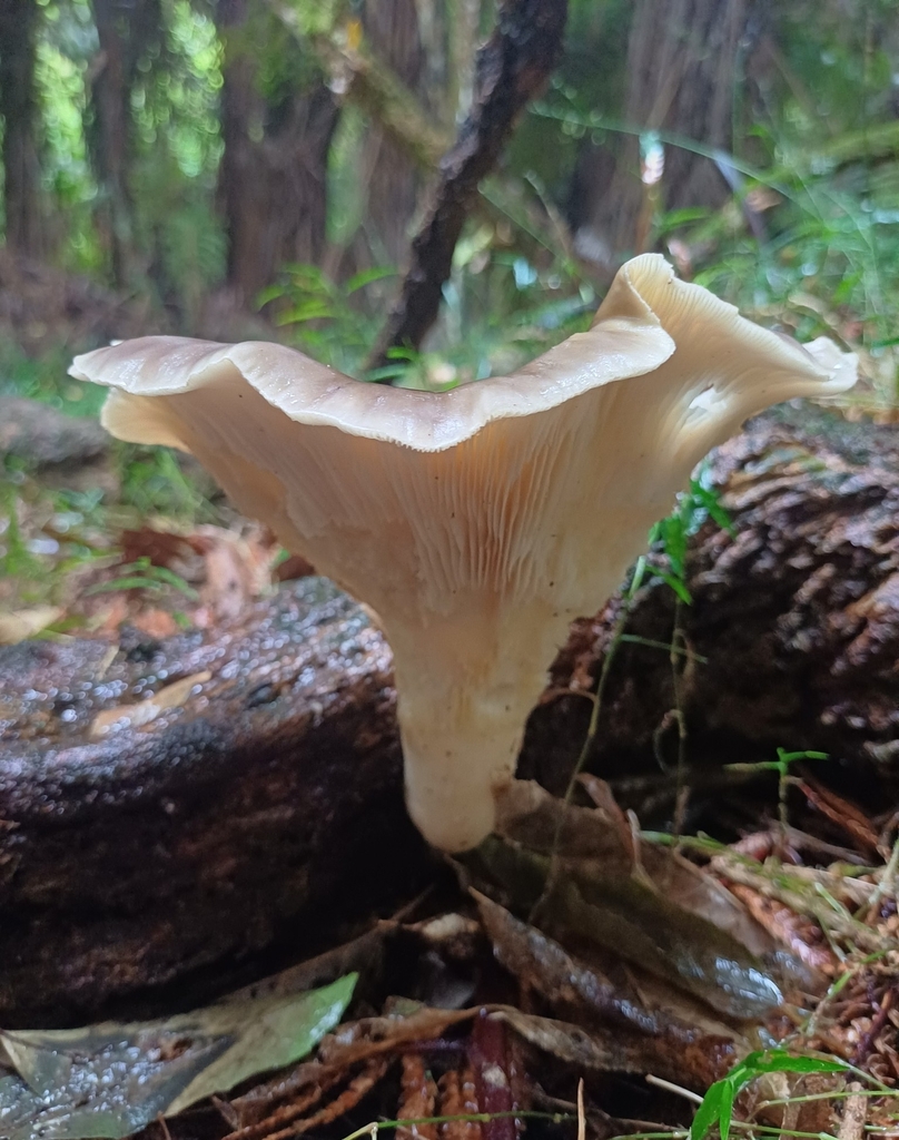 Pleurotus australis · April 2025 · photo: © steviakiwi23 (iNaturalist, cc0)