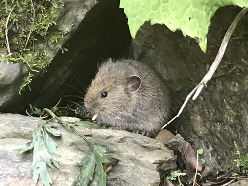 Ganzu vole (Caryomys eva) — Least Concern Mammalia