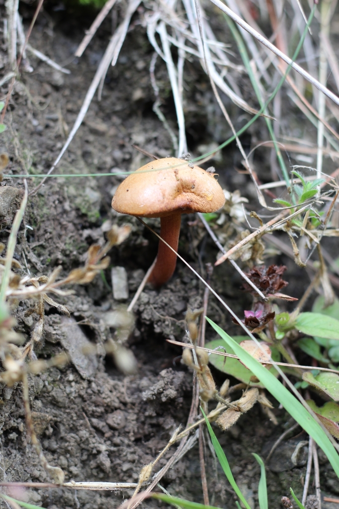 Chalciporus piperatus · March 2025 · photo: © louisesheppard (iNaturalist, cc-by)