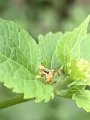 Procecidocharoides penelope