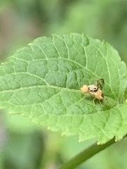 Procecidocharoides penelope