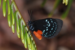 Eumaeus atala