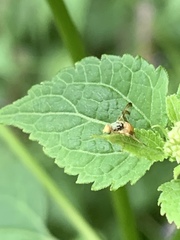 Procecidocharoides penelope