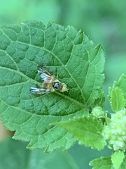 Procecidocharoides penelope