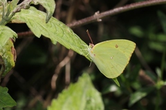 Aphrissa neleis