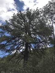Pinus leiophylla