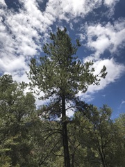 Pinus leiophylla
