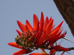 Erythrina suberosa