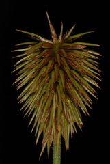 Cyperus plukenetii