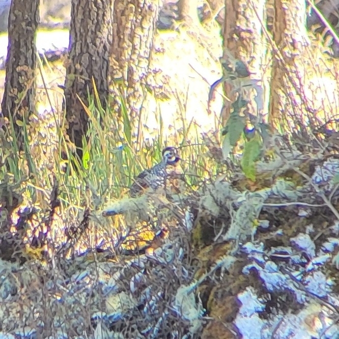 Ocellated Quail (Cyrtonyx ocellatus), photo 1