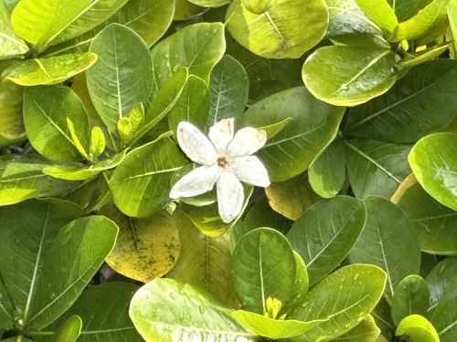 Foto de Tiaré