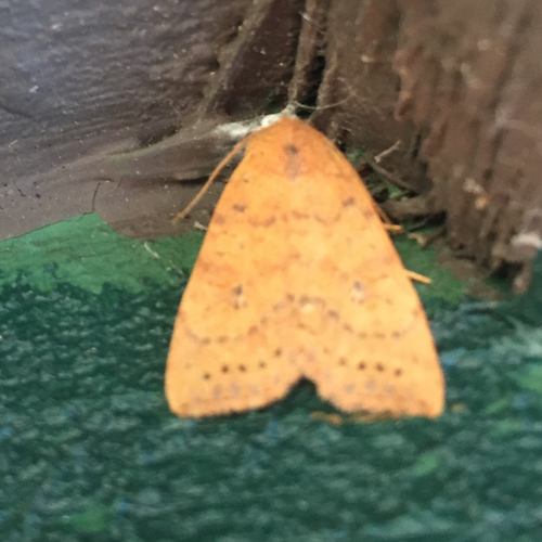 Dotted Sallow photo 6
