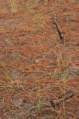 Cyperus plukenetii