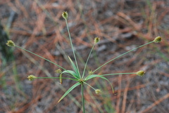Cyperus plukenetii