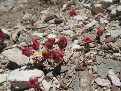 Mesembryanthemum nodiflorum