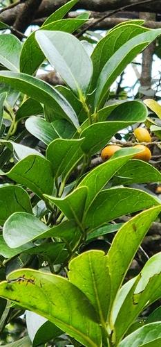 Diospyros maritima iNat (3)