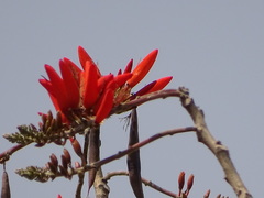 Erythrina suberosa