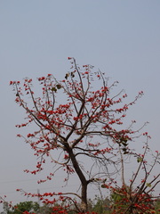 Erythrina suberosa