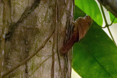 Wedge-Billed Woodcreeper photo 4