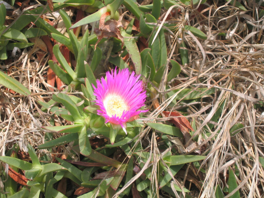 Carpobrotus acinaciformis, Nazaré, 2450, Portugal