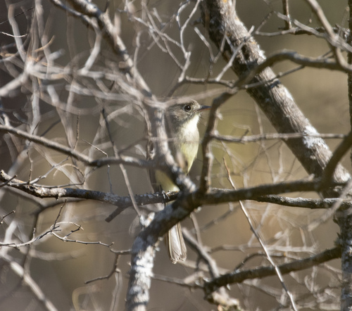 Pileated Flycatcher (Xenotriccus mexicanus), photo 10