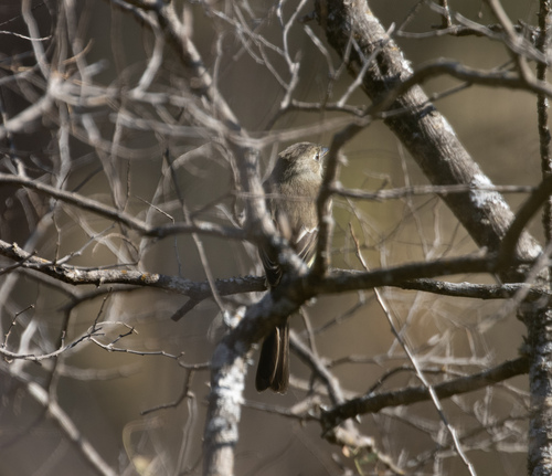 Pileated Flycatcher (Xenotriccus mexicanus), photo 9