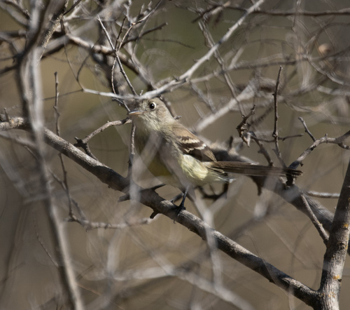 Pileated Flycatcher (Xenotriccus mexicanus), photo 4