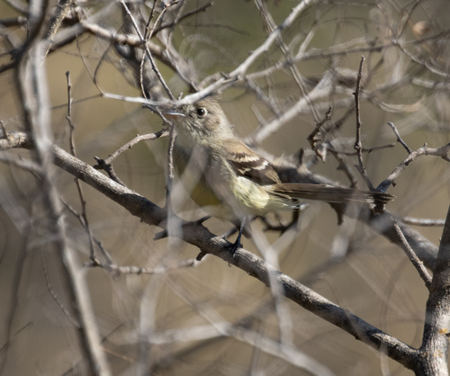 Pileated Flycatcher (Xenotriccus mexicanus), photo 4