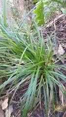 Carex spinirostris