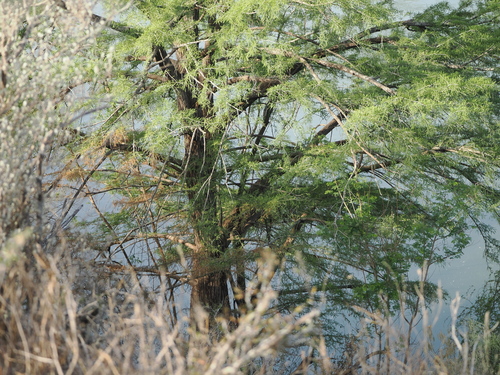 Image of Taxodium mucronatum by (c) Joseph Aubert, some rights reserved (CC BY)