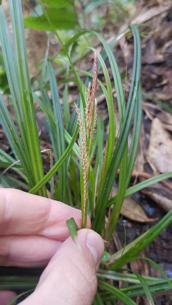 Carex spinirostris
