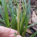 Carex spinirostris - Photo (c) Oscar Grant,  זכויות יוצרים חלקיות (CC BY-NC), הועלה על ידי Oscar Grant