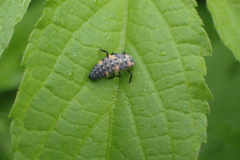 Coccinella septempunctata