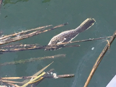 Exocoetidae